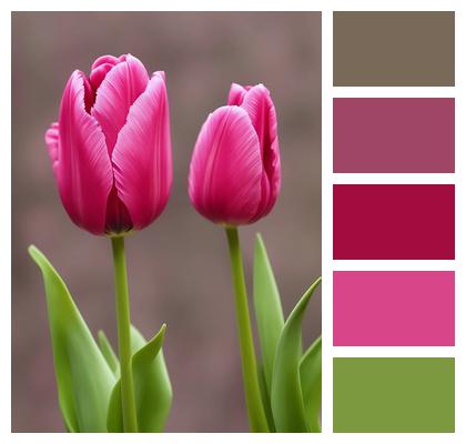 Tulips Ai Generated Pink Tulip Image